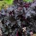 Perene: Heuchera Black Taffeta , slika2